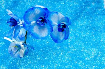 Blue orchid and crystals