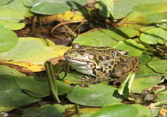 Frosch im Teich