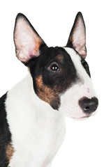 english bull terrier puppy portrait