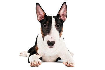 english bull terrier puppy