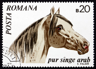 Postage stamp Romania 1970 Arabian Thoroughbred, Horse