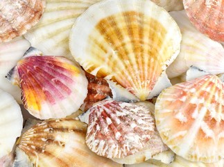 Seashells