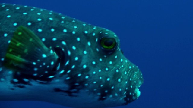 spotted puffer
