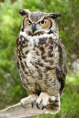 Great Horned Owl