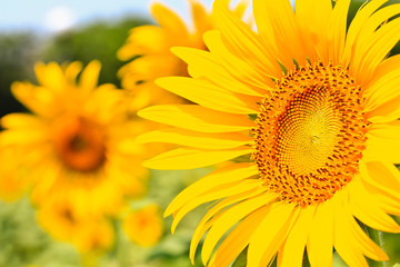 Fototapeta premium beautiful yellow Sunflower
