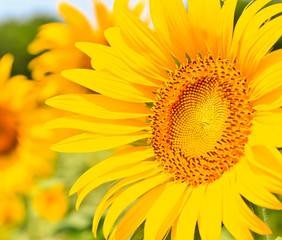 beautiful yellow Sunflower