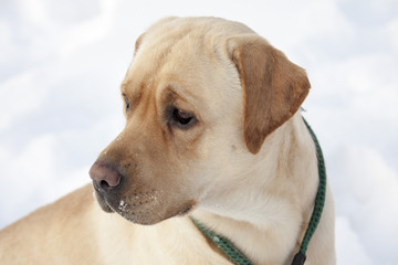 Labrador Retriever