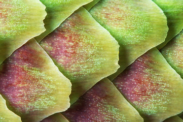 Green young pine cone macro photo