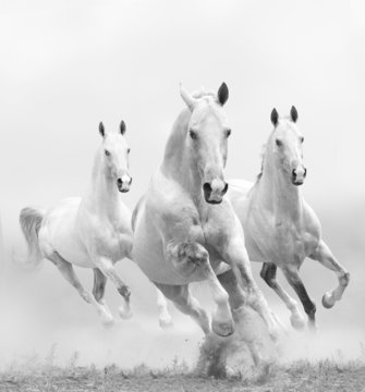 Fototapeta white horses in dust