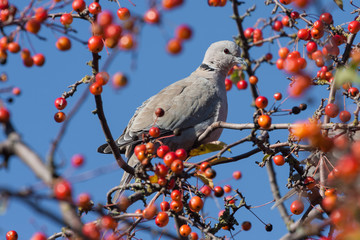 Pigeon sitting in a tree with ripe fruits
