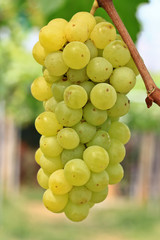 Green grapes