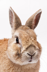 funny Rabbit