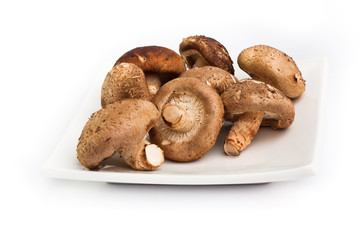 Fresh shiitake mushrooms on disk isolated on white background