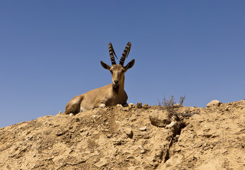 Ibex On A Hill