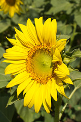 Obraz premium Beautiful sunflower in the field