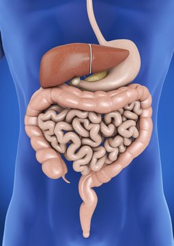 Verdauungsorgane des Menschen