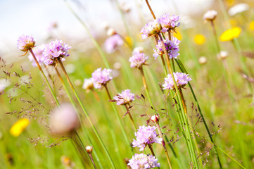 violet flowers on meadows