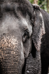 Elephant close up