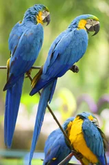 Foto op Plexiglas papegaai op de baars © tanawatpontchour