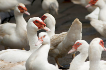 Domestic Muscovy Duck