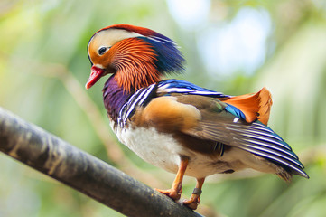 Mandarin duck