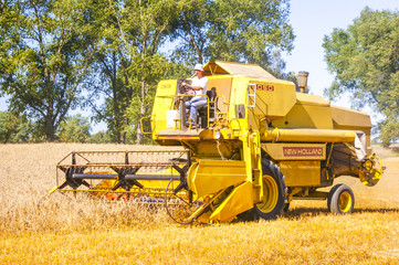Combine harvesting corn