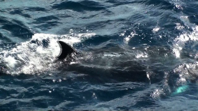 Minke whale surface