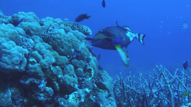 Titan trigger fish feeding