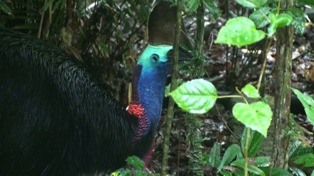 Wild Cassowary