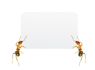 Red Ants