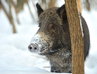 Wild boar in winter