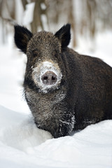 Wild boar in winter