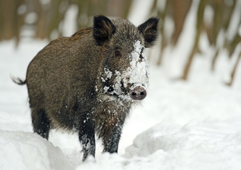 Wild boar in winter