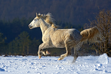 Fototapeta na wymiar Koń