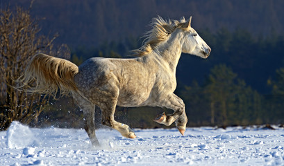 Fototapeta na wymiar Koń