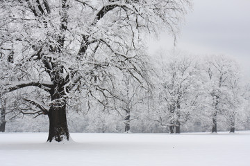 winter landscape