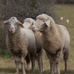drei weisse Schafe auf der Weide