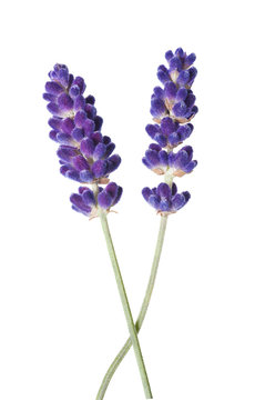 Fototapeta lavender flower