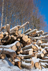 Stump in the winter forest