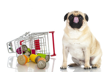Pug - Mops