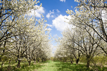 blooming orchard in spring