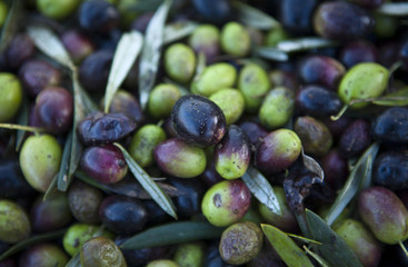 Green and purple olive fruits