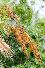 Naklejka na ściany i meble vegetation in Everglades National Park, Florida, USA