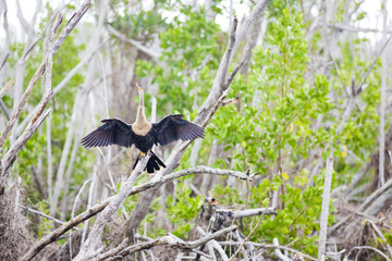 fauna of Everglades National Park, Florida, USA