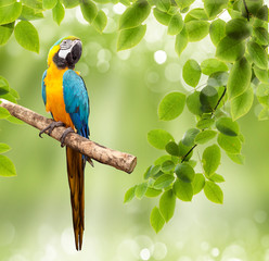 macaw parrot on a tree - obrazy, fototapety, plakaty