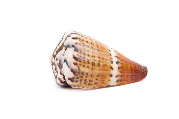 sea shell isolated on white