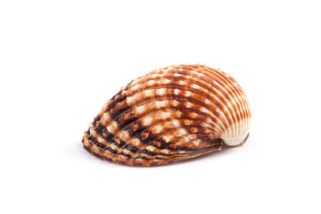 sea shell isolated on white
