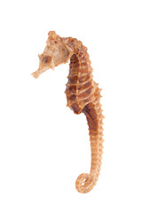 Sea Horse closeup