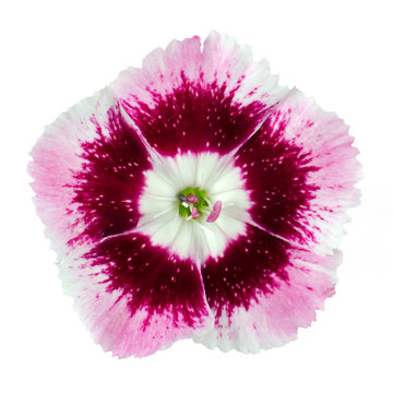 Cute little pink dianthus carnation flower isolated