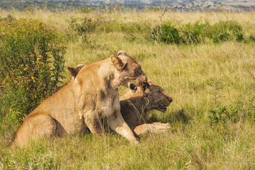 Lions in South Africa